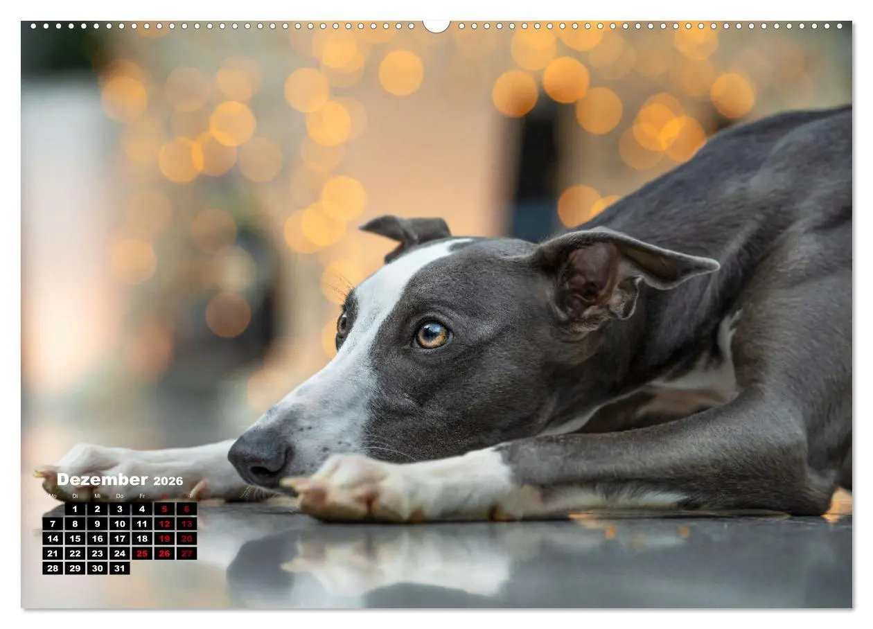 Bild: 9783457590607 | WHIPPETS - SCHNELL UND SCHÖN (Wandkalender 2026 DIN A2 quer),...
