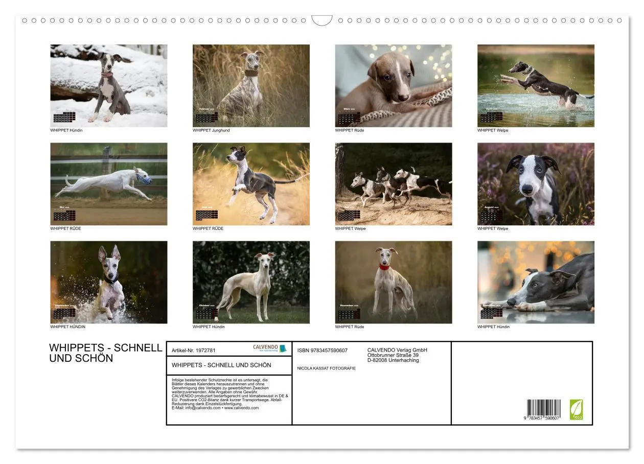 Bild: 9783457590607 | WHIPPETS - SCHNELL UND SCHÖN (Wandkalender 2026 DIN A2 quer),...