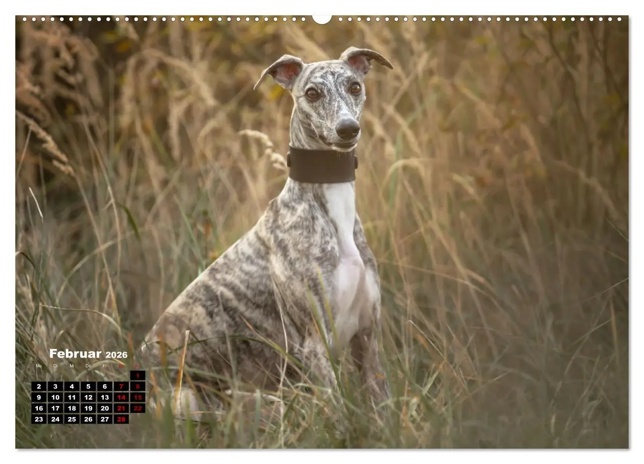 Bild: 9783457590607 | WHIPPETS - SCHNELL UND SCHÖN (Wandkalender 2026 DIN A2 quer),...