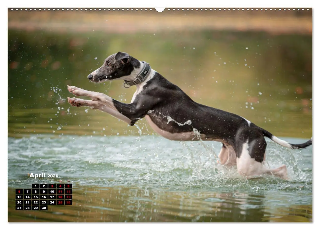 Bild: 9783457590607 | WHIPPETS - SCHNELL UND SCHÖN (Wandkalender 2026 DIN A2 quer),...