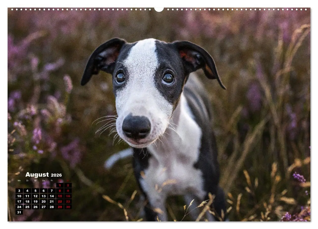 Bild: 9783457590607 | WHIPPETS - SCHNELL UND SCHÖN (Wandkalender 2026 DIN A2 quer),...