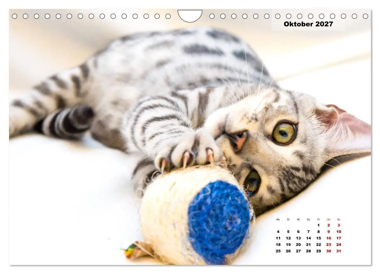 Bild: 9783569770607 | Bengal Kätzchen 2 (Wandkalender 2027 DIN A4 quer), CALVENDO...