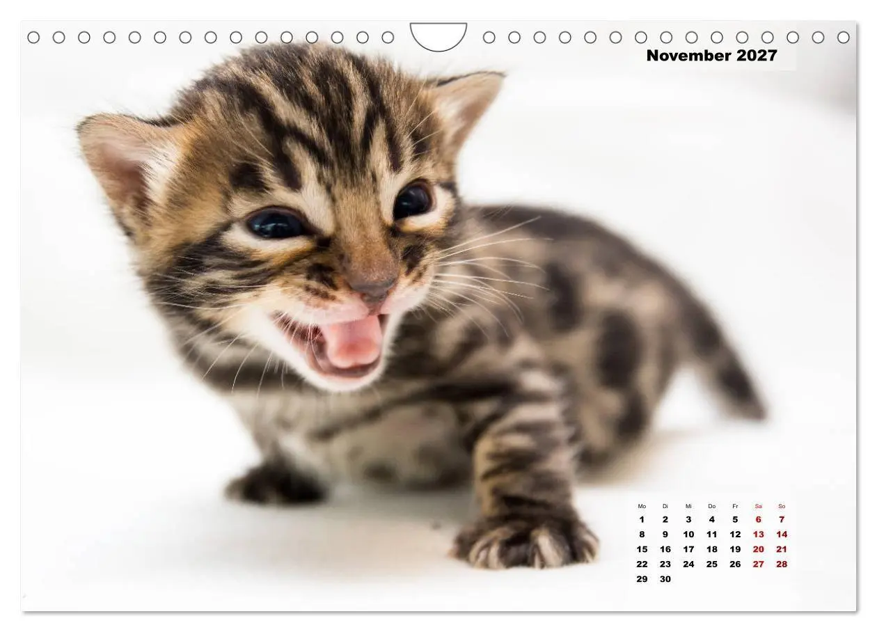 Bild: 9783569770607 | Bengal Kätzchen 2 (Wandkalender 2027 DIN A4 quer), CALVENDO...