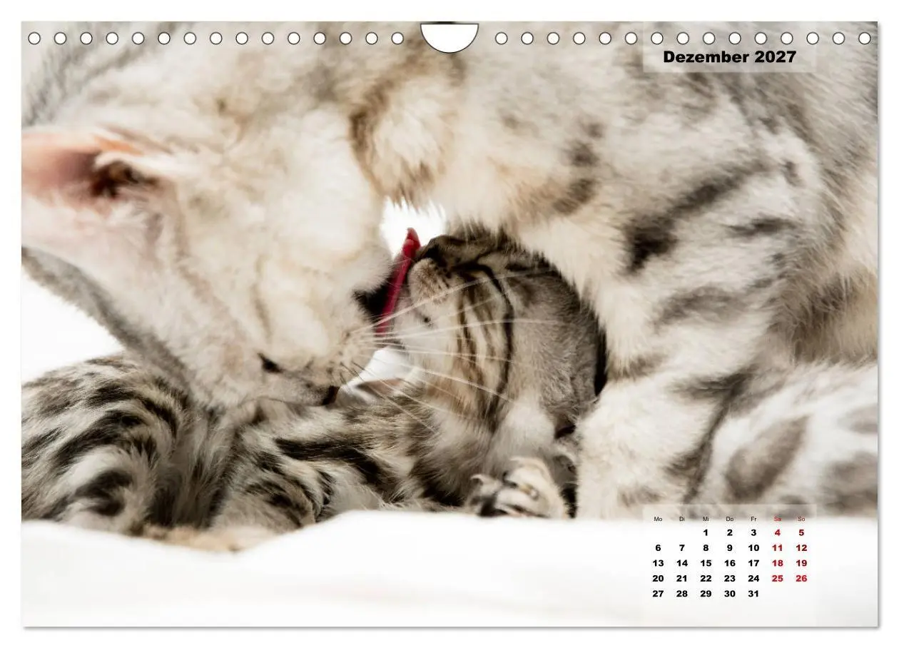 Bild: 9783569770607 | Bengal Kätzchen 2 (Wandkalender 2027 DIN A4 quer), CALVENDO...