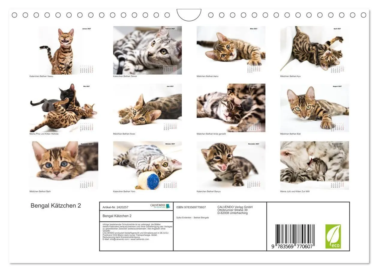 Bild: 9783569770607 | Bengal Kätzchen 2 (Wandkalender 2027 DIN A4 quer), CALVENDO...
