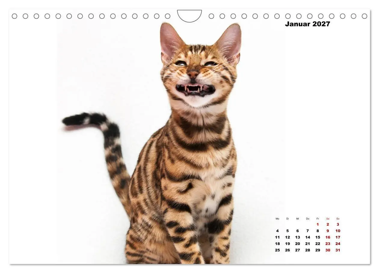 Bild: 9783569770607 | Bengal Kätzchen 2 (Wandkalender 2027 DIN A4 quer), CALVENDO...
