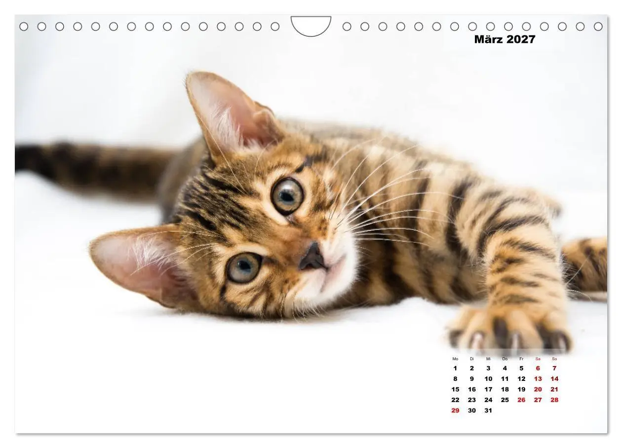 Bild: 9783569770607 | Bengal Kätzchen 2 (Wandkalender 2027 DIN A4 quer), CALVENDO...
