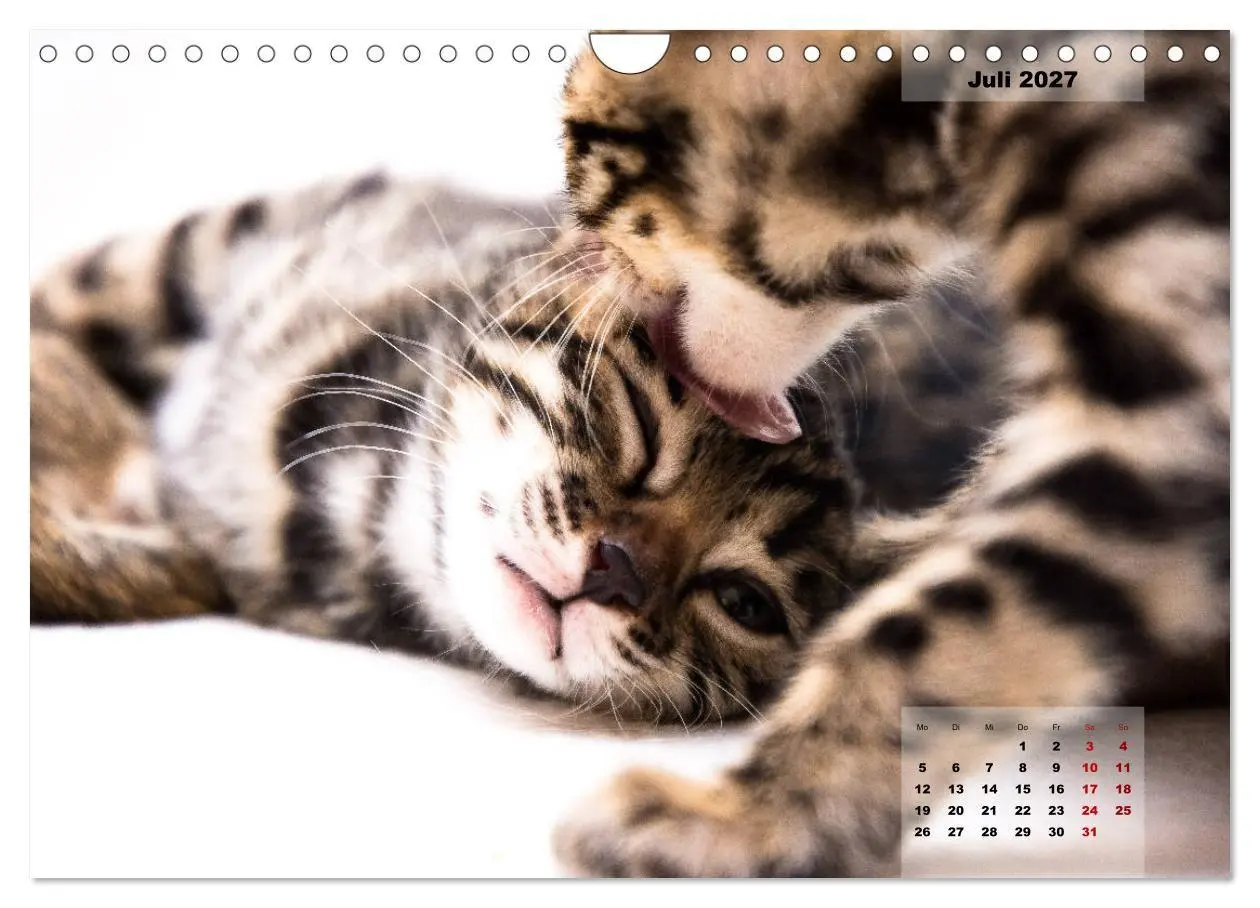 Bild: 9783569770607 | Bengal Kätzchen 2 (Wandkalender 2027 DIN A4 quer), CALVENDO...