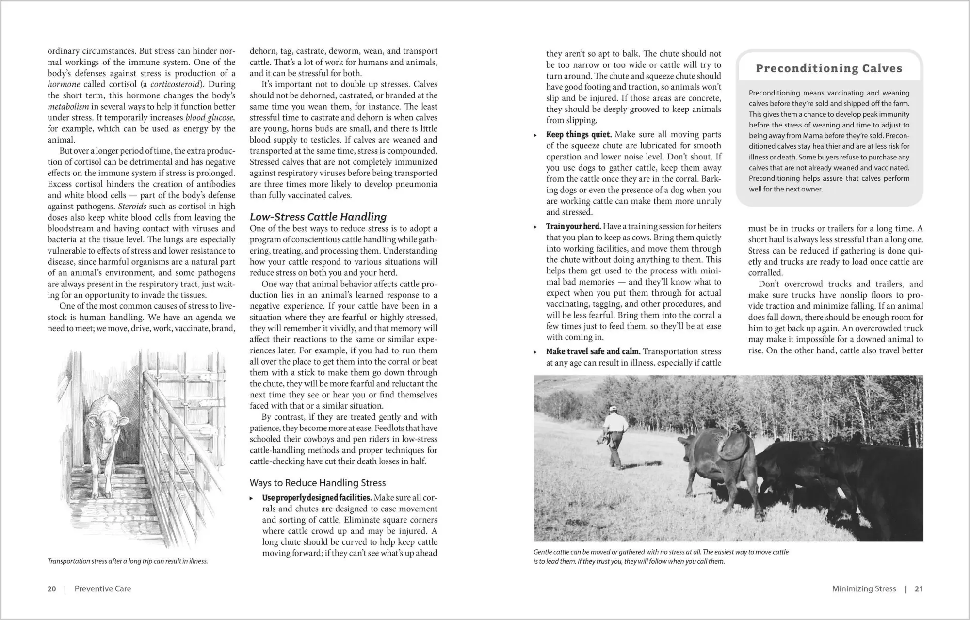 Bild: 9781603420907 | The Cattle Health Handbook | Heather Smith Thomas | Taschenbuch | 2009