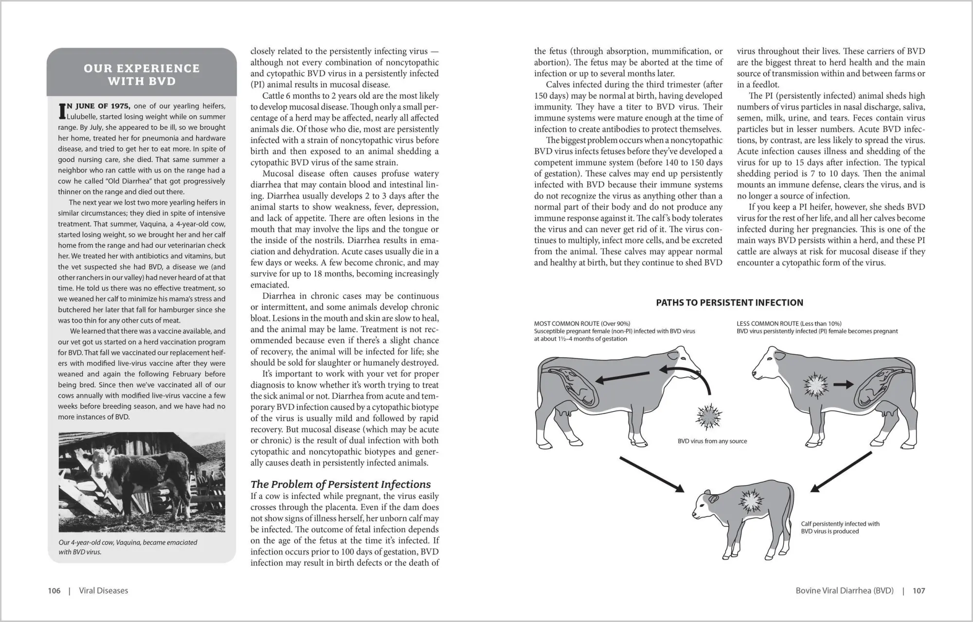 Bild: 9781603420907 | The Cattle Health Handbook | Heather Smith Thomas | Taschenbuch | 2009