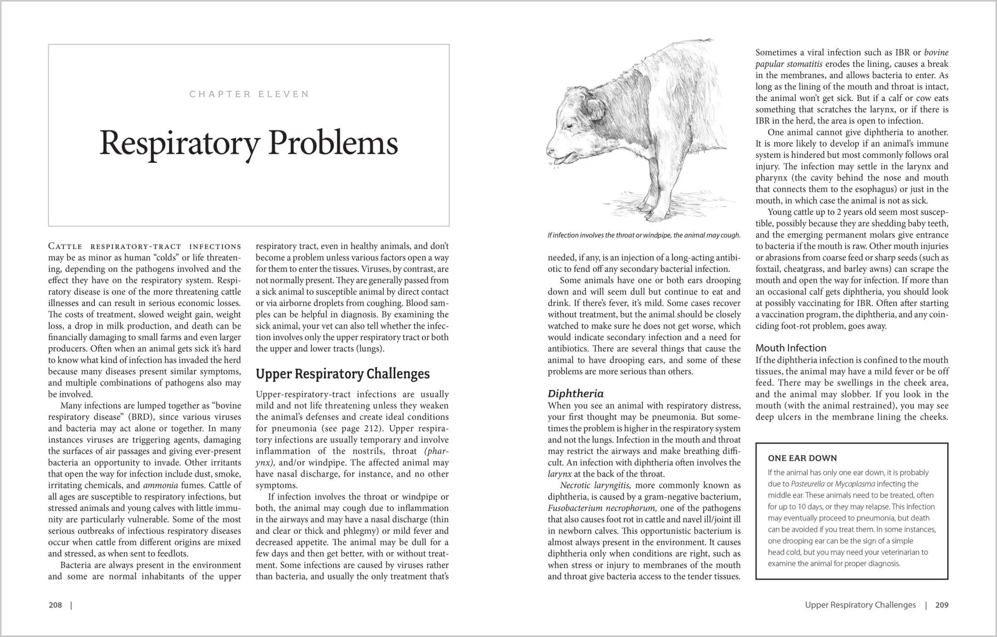Bild: 9781603420907 | The Cattle Health Handbook | Heather Smith Thomas | Taschenbuch | 2009