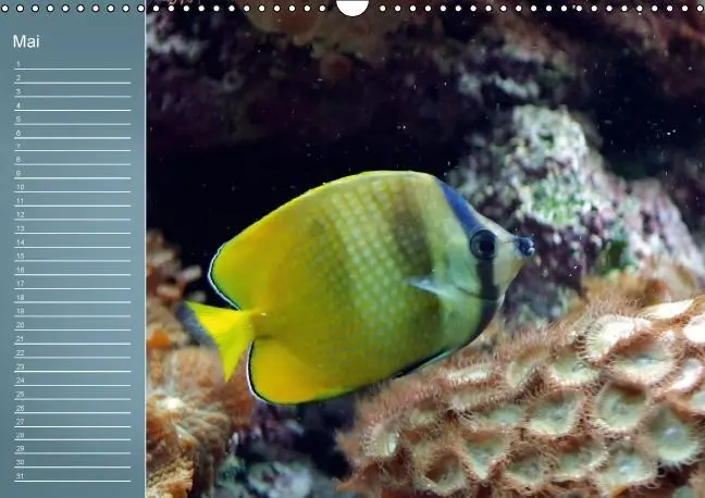 Bild: 9783660601107 | Bunte Riffbewohner - Fische, Anemonen und noch viel mehr...