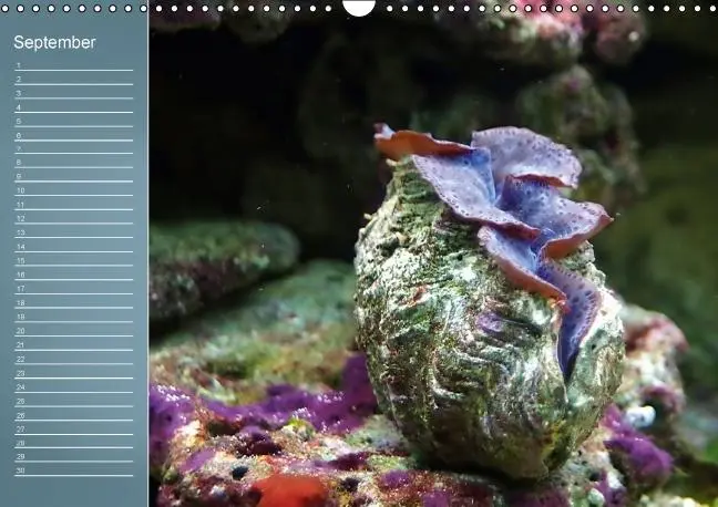 Bild: 9783660601107 | Bunte Riffbewohner - Fische, Anemonen und noch viel mehr...