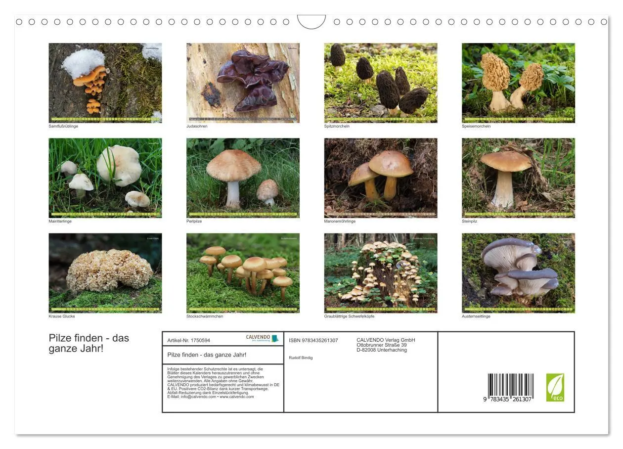 Bild: 9783435261307 | Pilze finden - das ganze Jahr! (Wandkalender 2025 DIN A3 quer),...