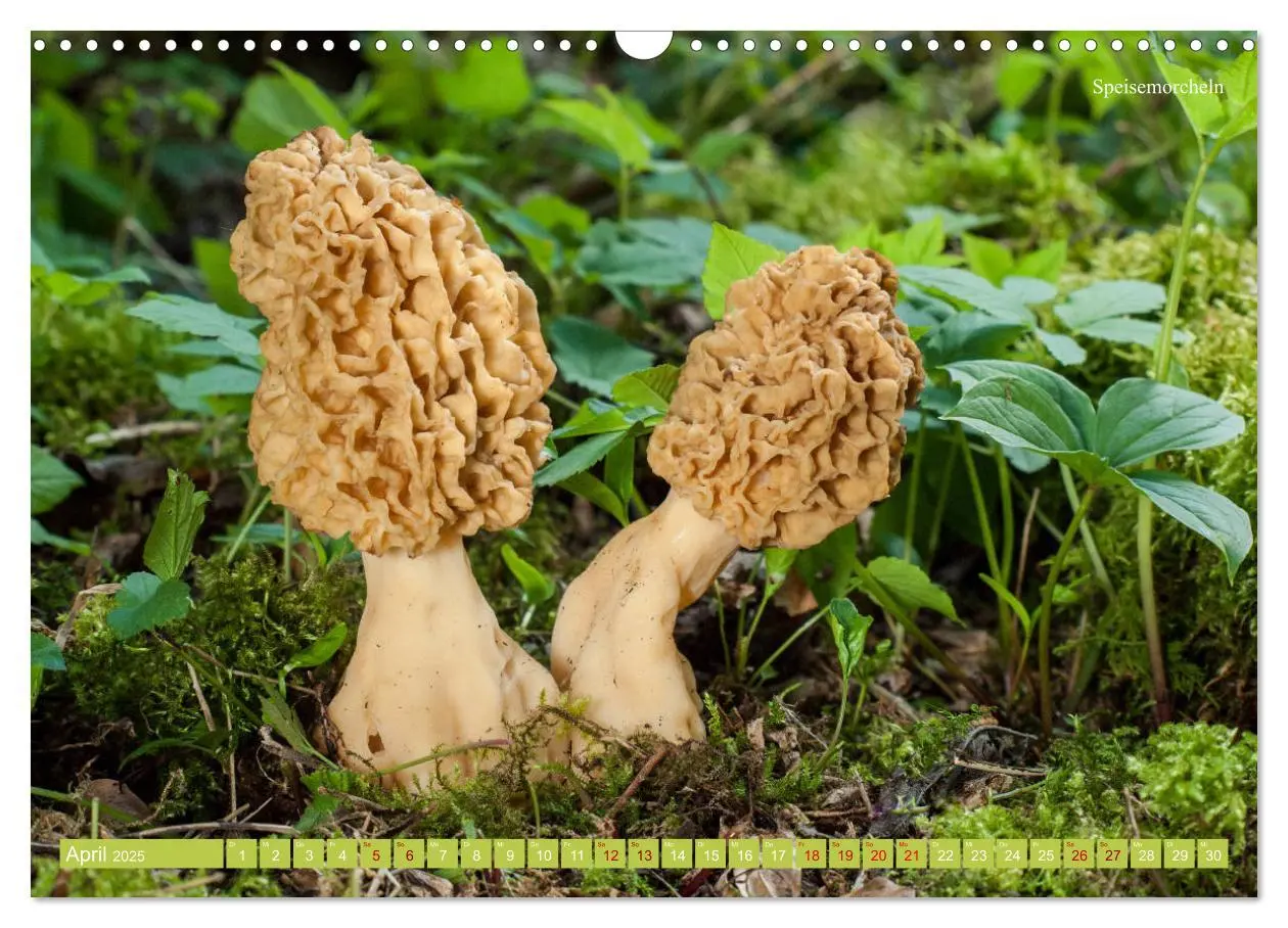 Bild: 9783435261307 | Pilze finden - das ganze Jahr! (Wandkalender 2025 DIN A3 quer),...
