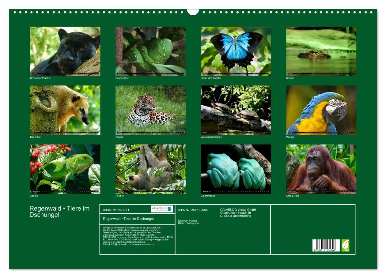 Bild: 9783516131307 | Regenwald ¿ Tiere im Dschungel (Wandkalender 2026 DIN A2 quer),...