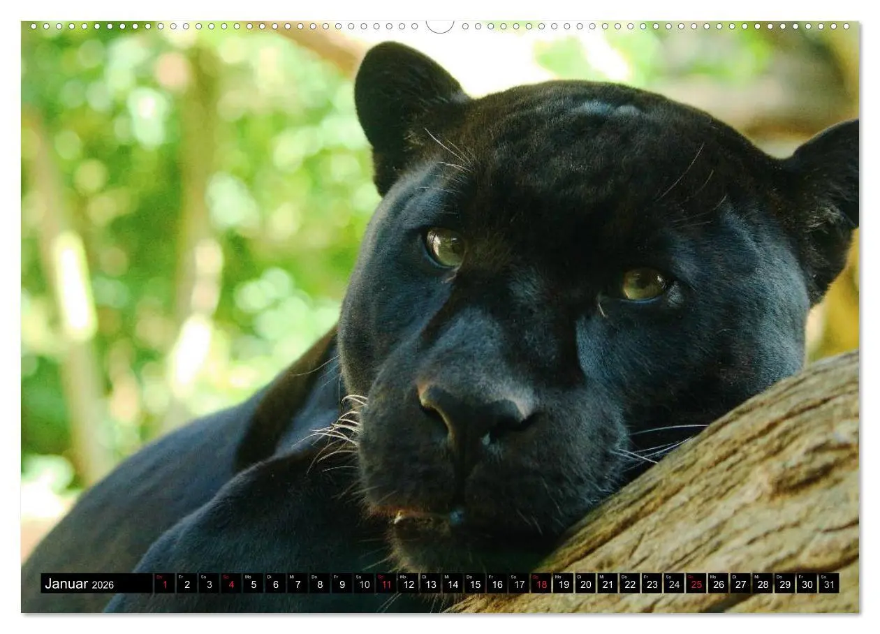 Bild: 9783516131307 | Regenwald ¿ Tiere im Dschungel (Wandkalender 2026 DIN A2 quer),...