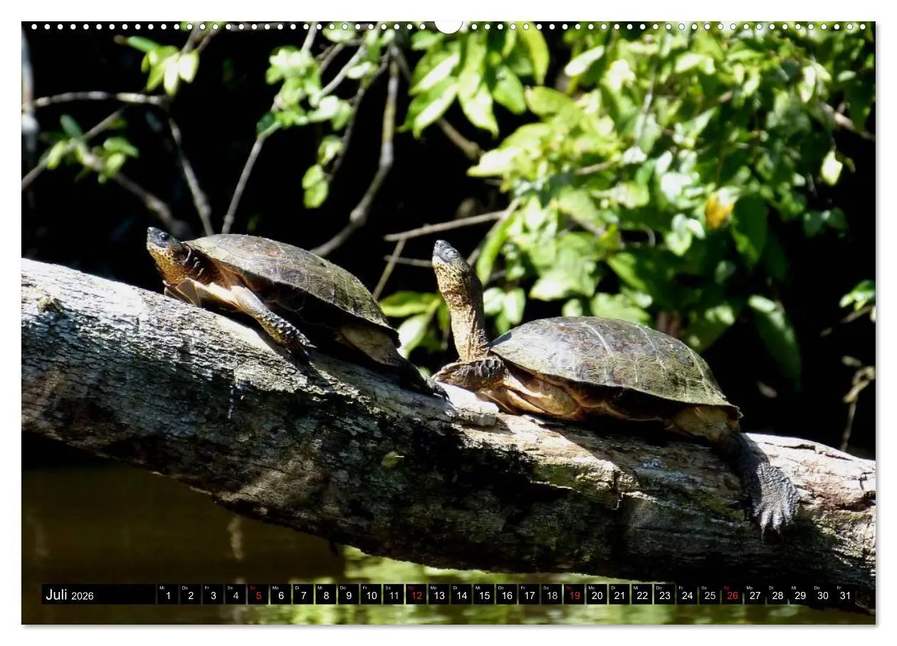 Bild: 9783516131307 | Regenwald ¿ Tiere im Dschungel (Wandkalender 2026 DIN A2 quer),...