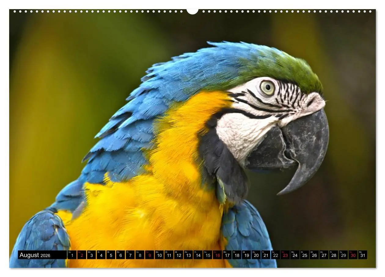 Bild: 9783516131307 | Regenwald ¿ Tiere im Dschungel (Wandkalender 2026 DIN A2 quer),...