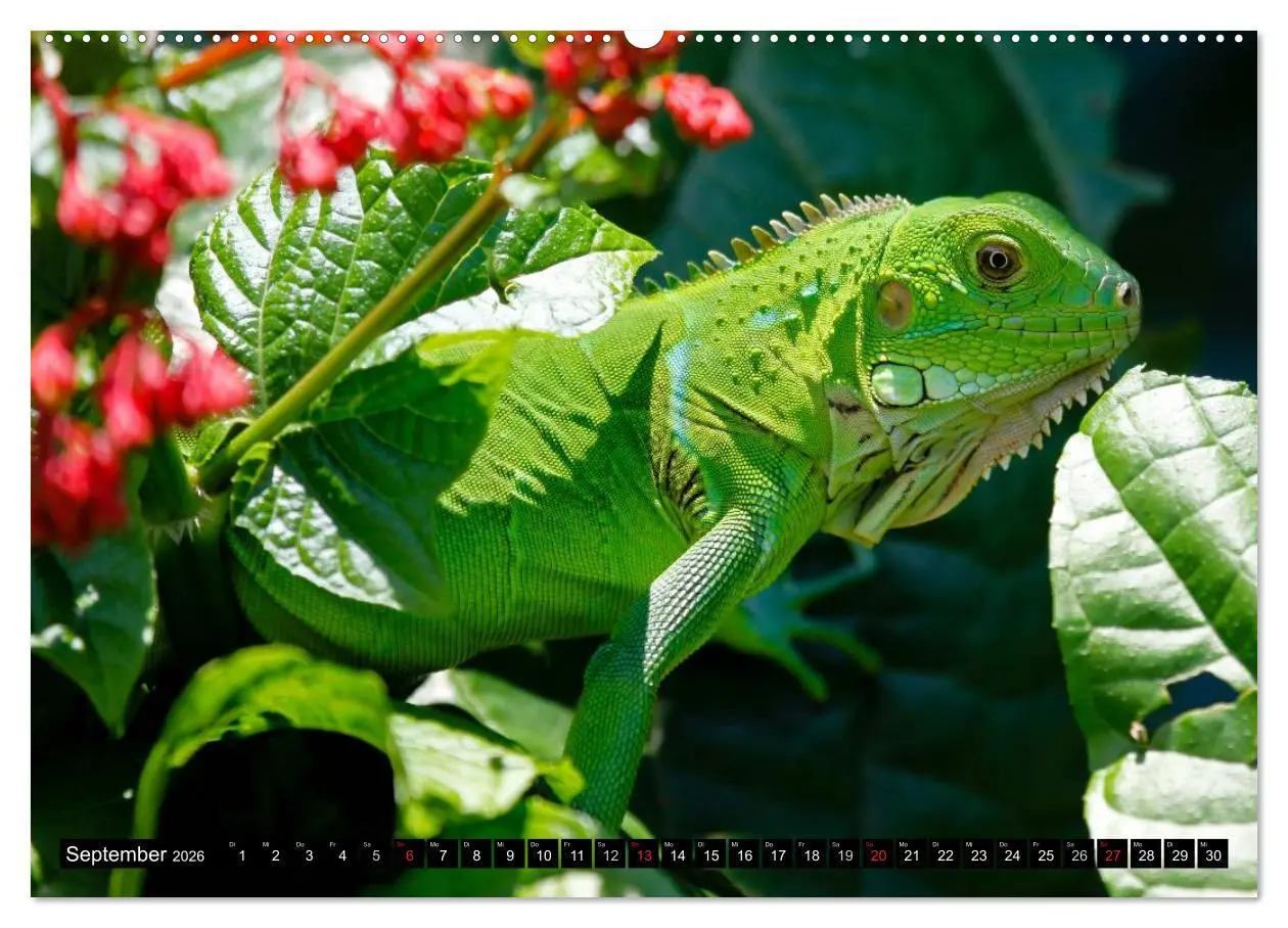 Bild: 9783516131307 | Regenwald ¿ Tiere im Dschungel (Wandkalender 2026 DIN A2 quer),...