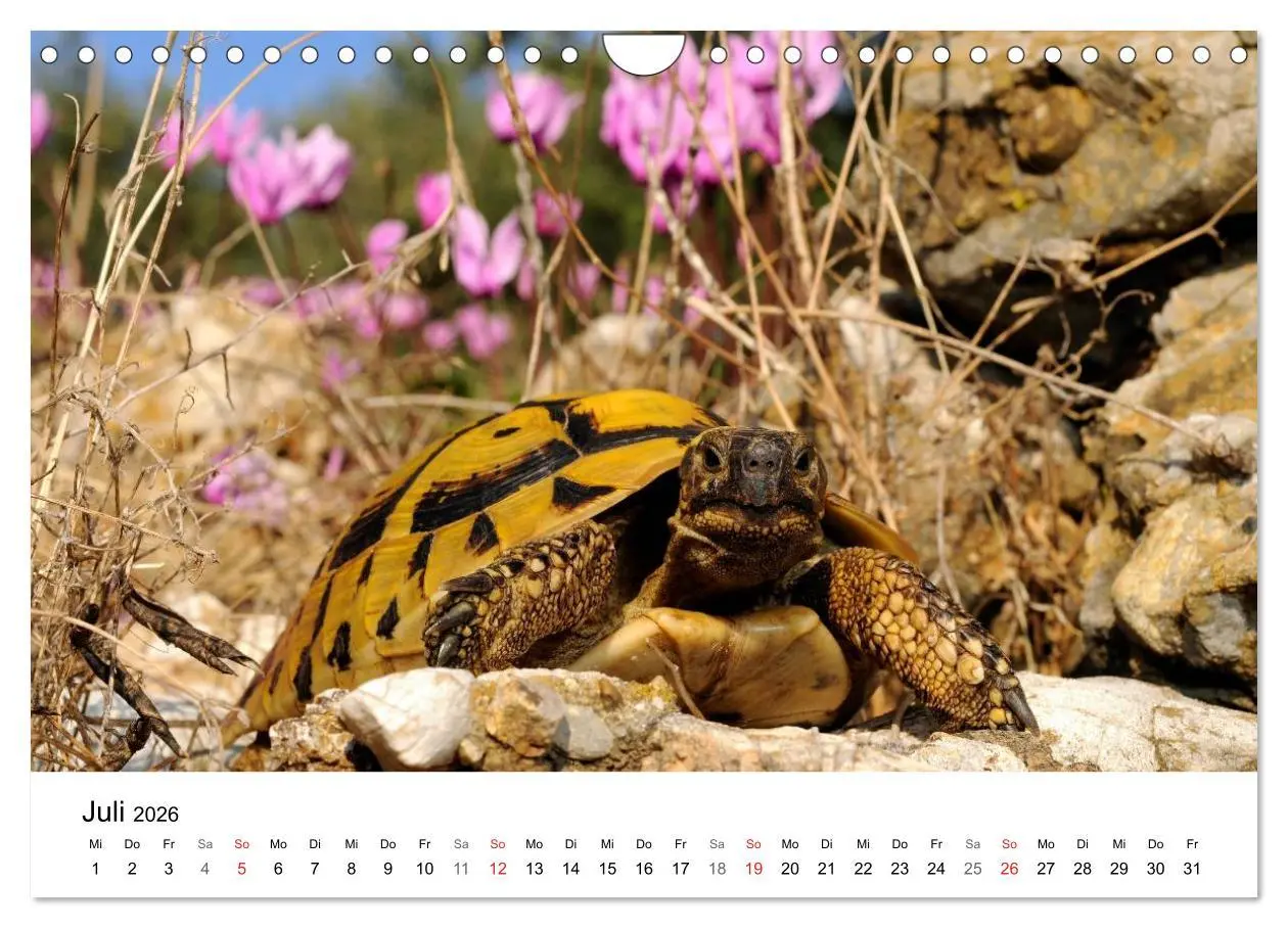 Bild: 9783516121407 | Peloponnes Impressionen / 2026 (Wandkalender 2026 DIN A4 quer),...