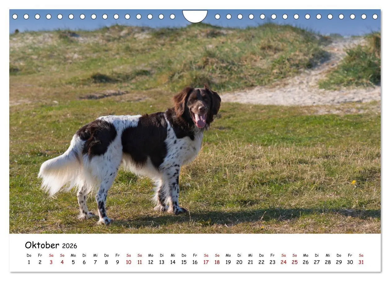 Bild: 9783457641507 | Strandurlaub mit Hund (Wandkalender 2026 DIN A4 quer), CALVENDO...