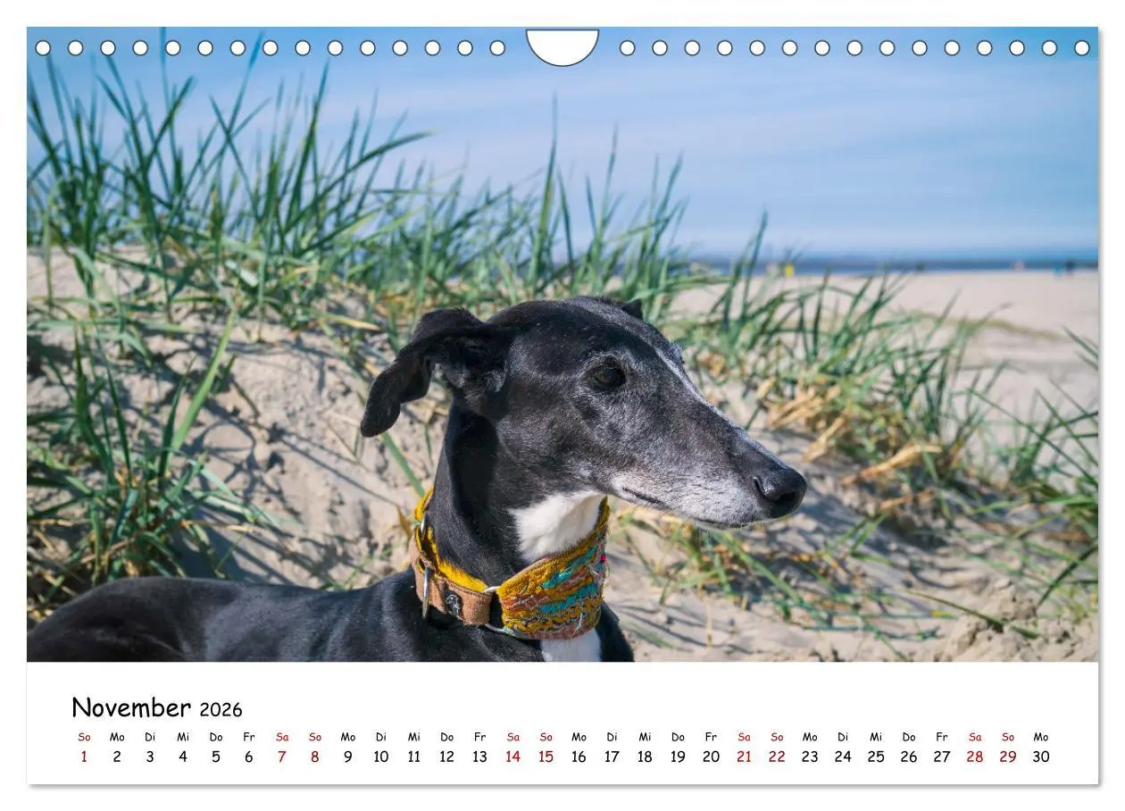 Bild: 9783457641507 | Strandurlaub mit Hund (Wandkalender 2026 DIN A4 quer), CALVENDO...