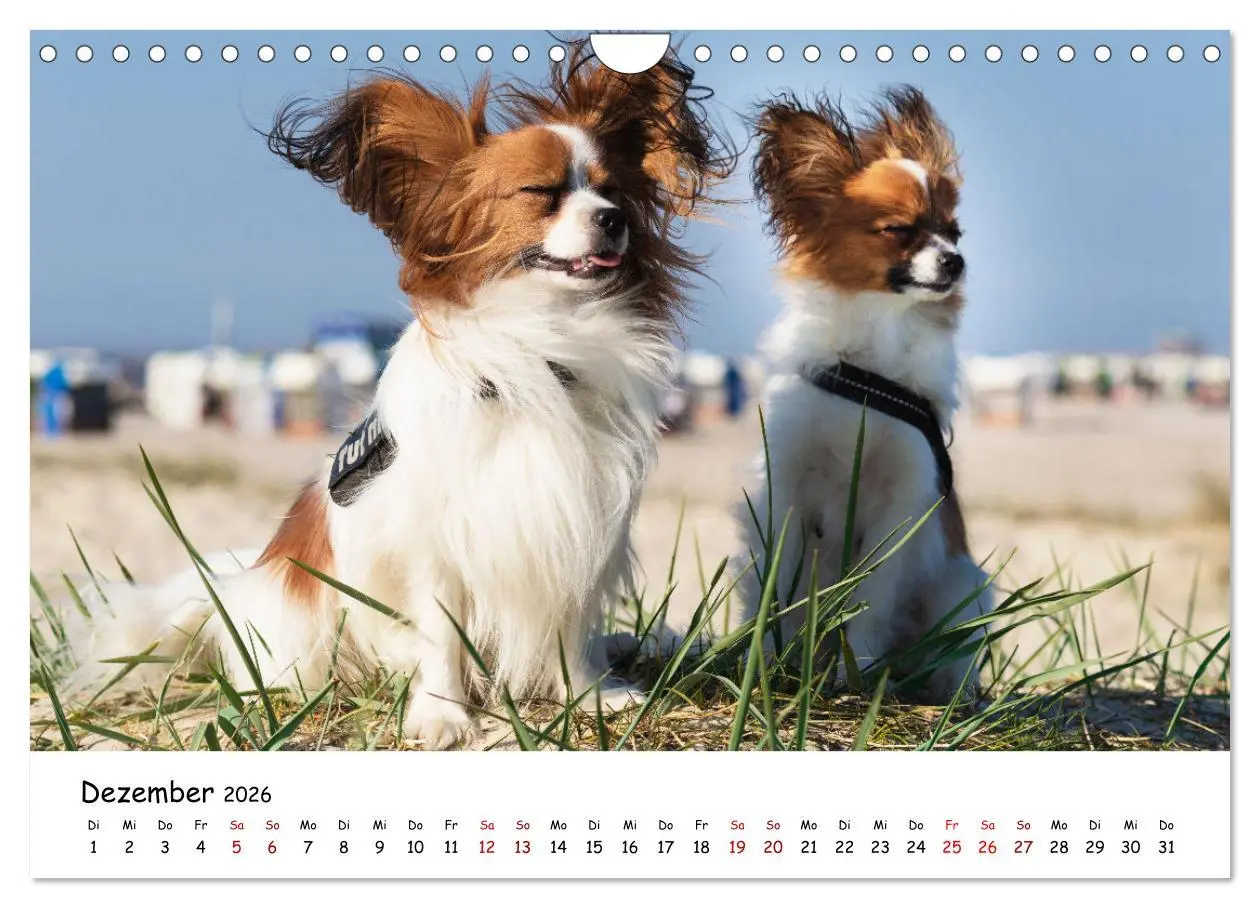 Bild: 9783457641507 | Strandurlaub mit Hund (Wandkalender 2026 DIN A4 quer), CALVENDO...