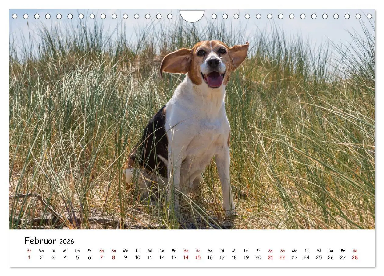Bild: 9783457641507 | Strandurlaub mit Hund (Wandkalender 2026 DIN A4 quer), CALVENDO...
