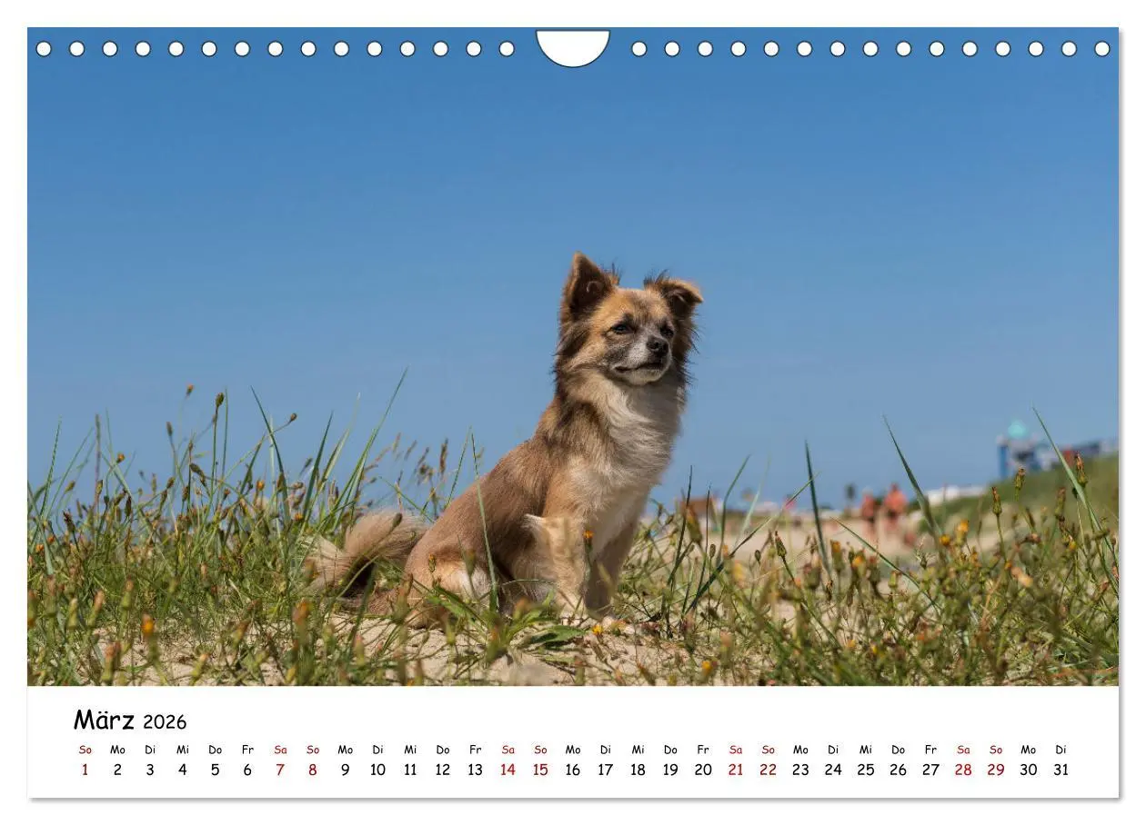 Bild: 9783457641507 | Strandurlaub mit Hund (Wandkalender 2026 DIN A4 quer), CALVENDO...