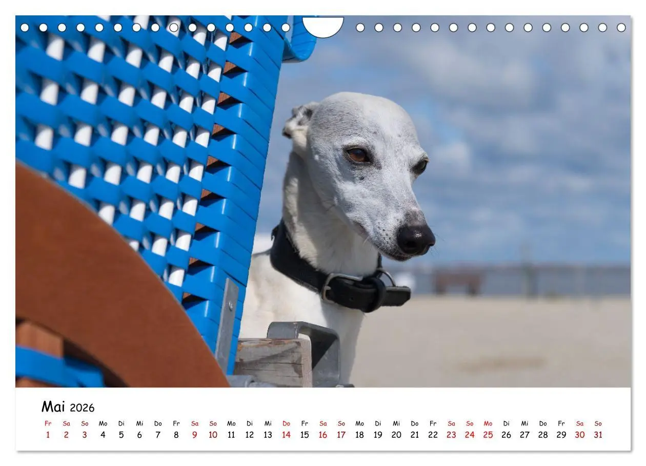 Bild: 9783457641507 | Strandurlaub mit Hund (Wandkalender 2026 DIN A4 quer), CALVENDO...