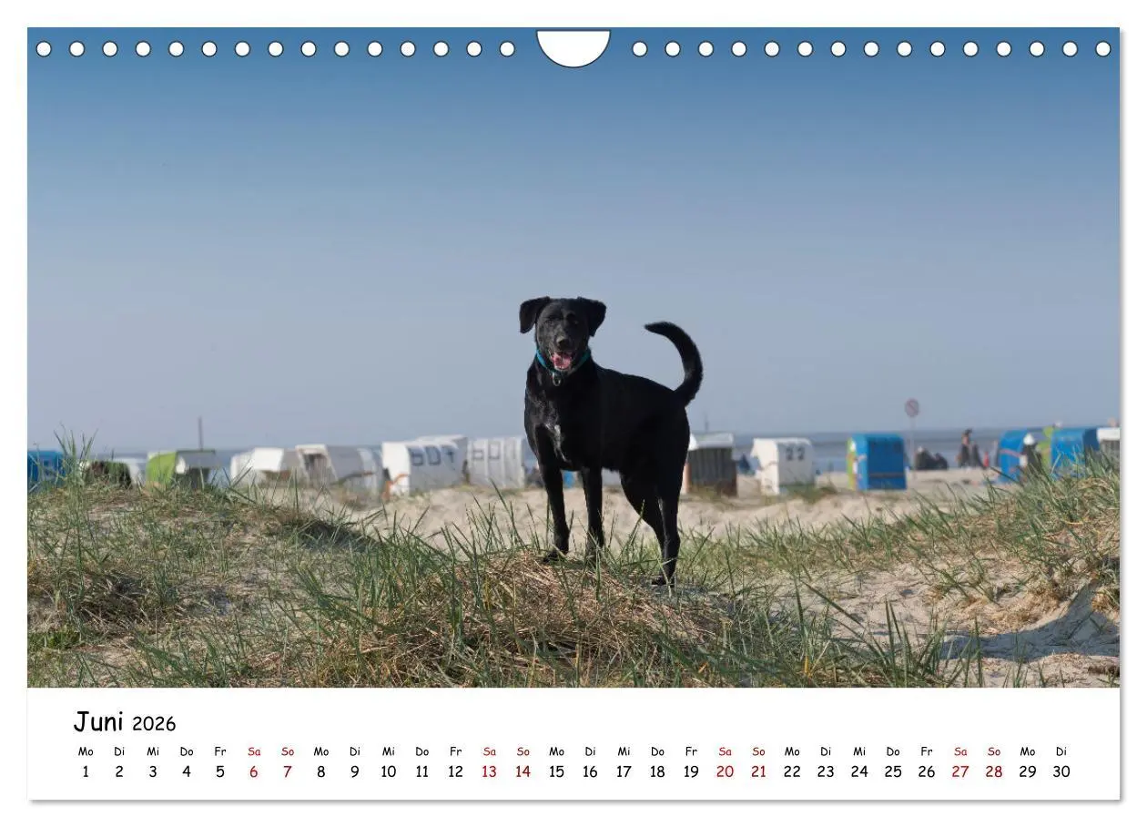 Bild: 9783457641507 | Strandurlaub mit Hund (Wandkalender 2026 DIN A4 quer), CALVENDO...
