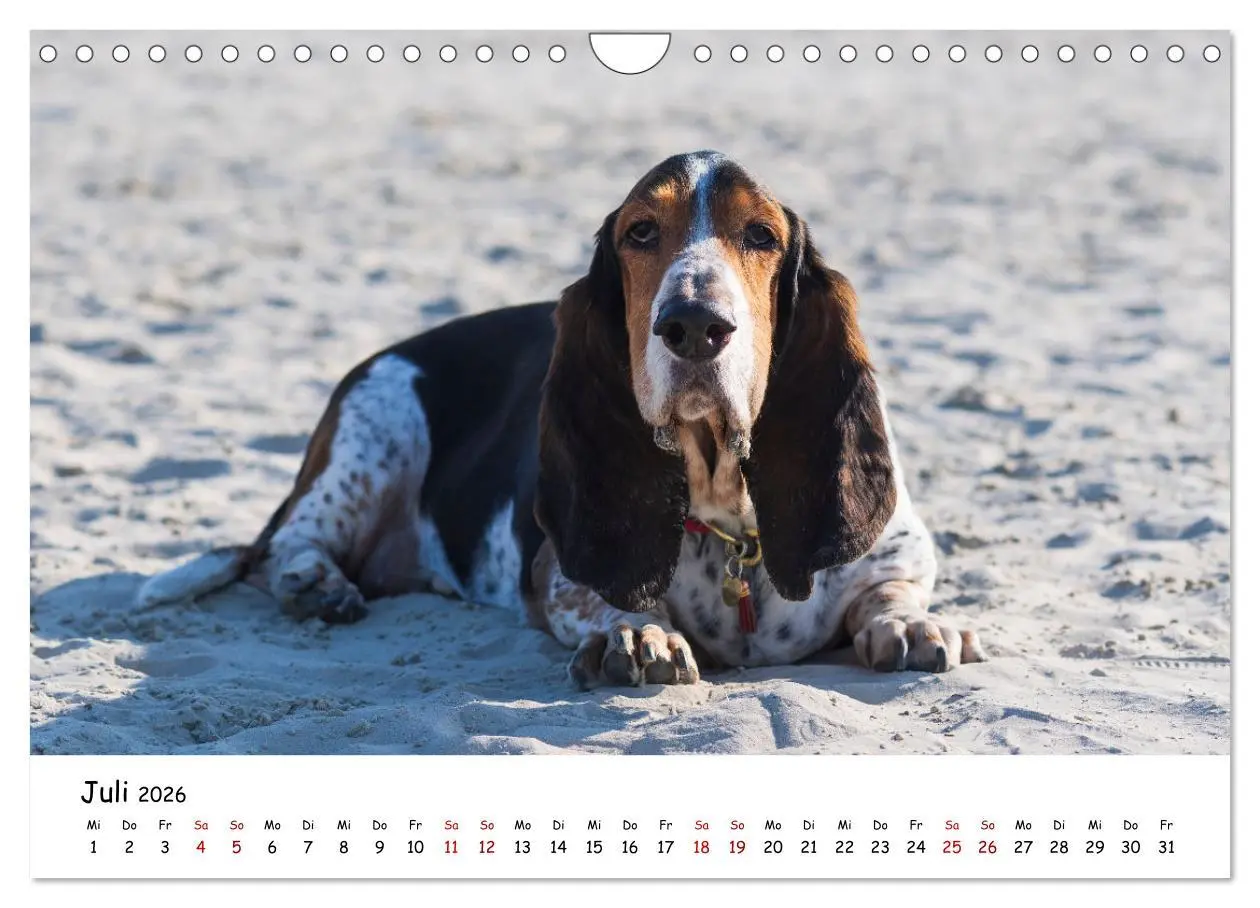 Bild: 9783457641507 | Strandurlaub mit Hund (Wandkalender 2026 DIN A4 quer), CALVENDO...