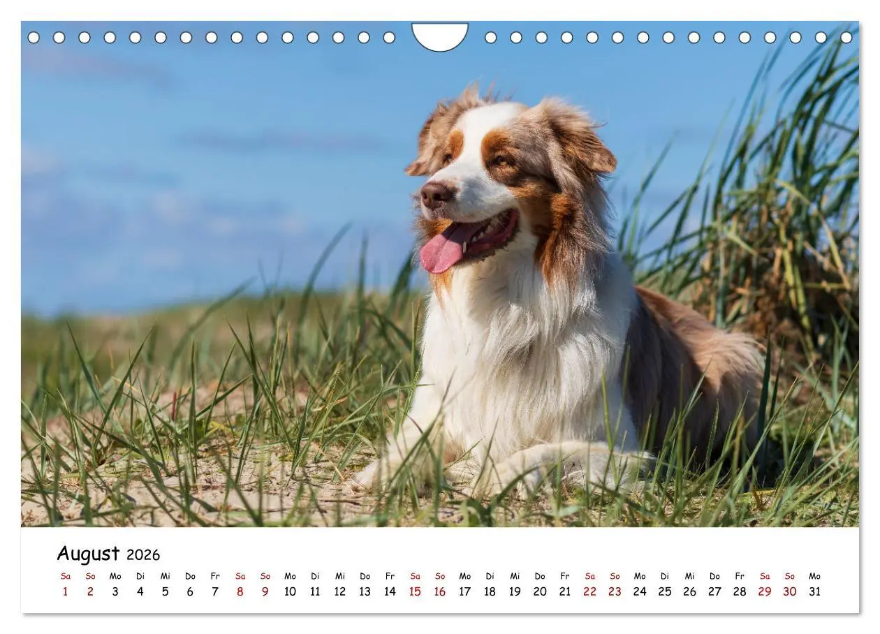 Bild: 9783457641507 | Strandurlaub mit Hund (Wandkalender 2026 DIN A4 quer), CALVENDO...