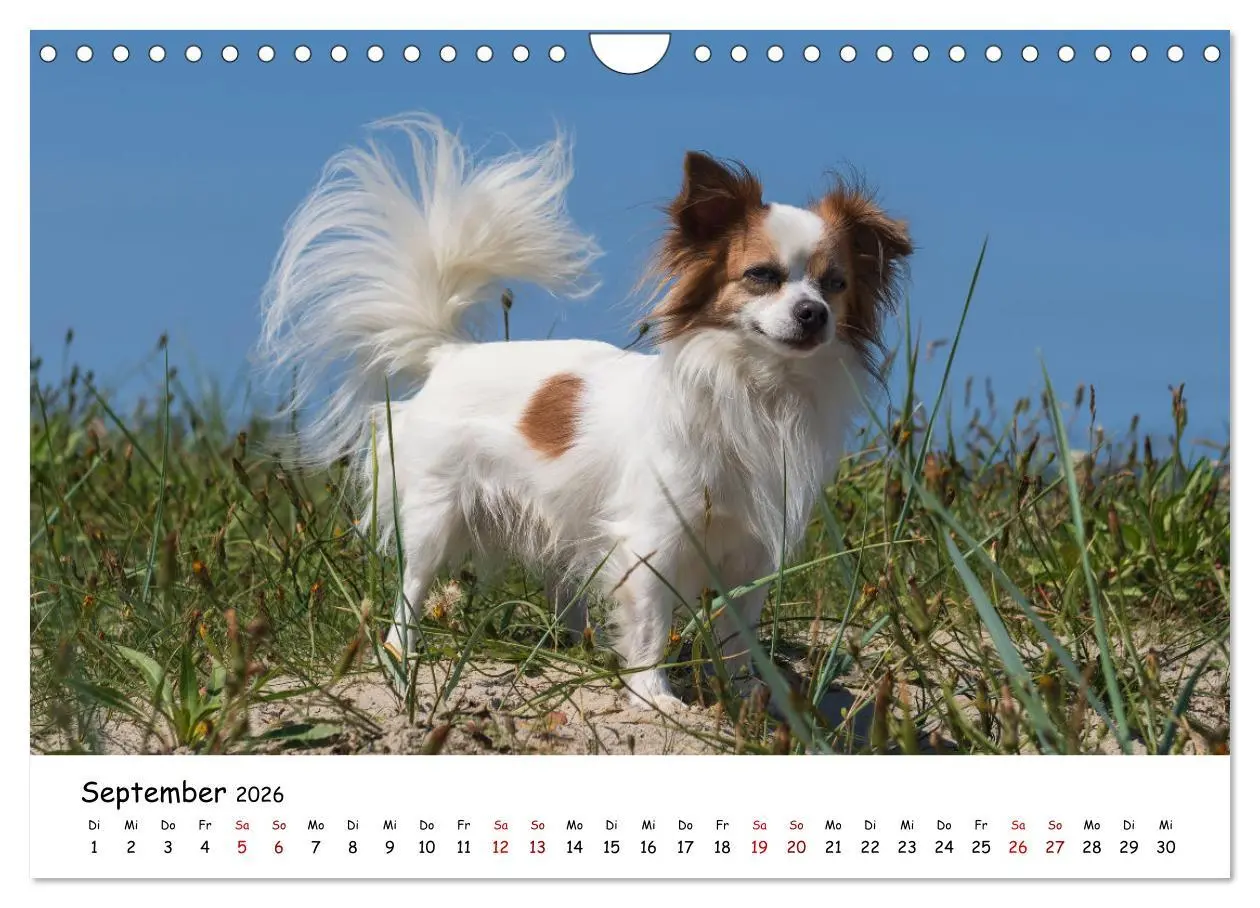Bild: 9783457641507 | Strandurlaub mit Hund (Wandkalender 2026 DIN A4 quer), CALVENDO...