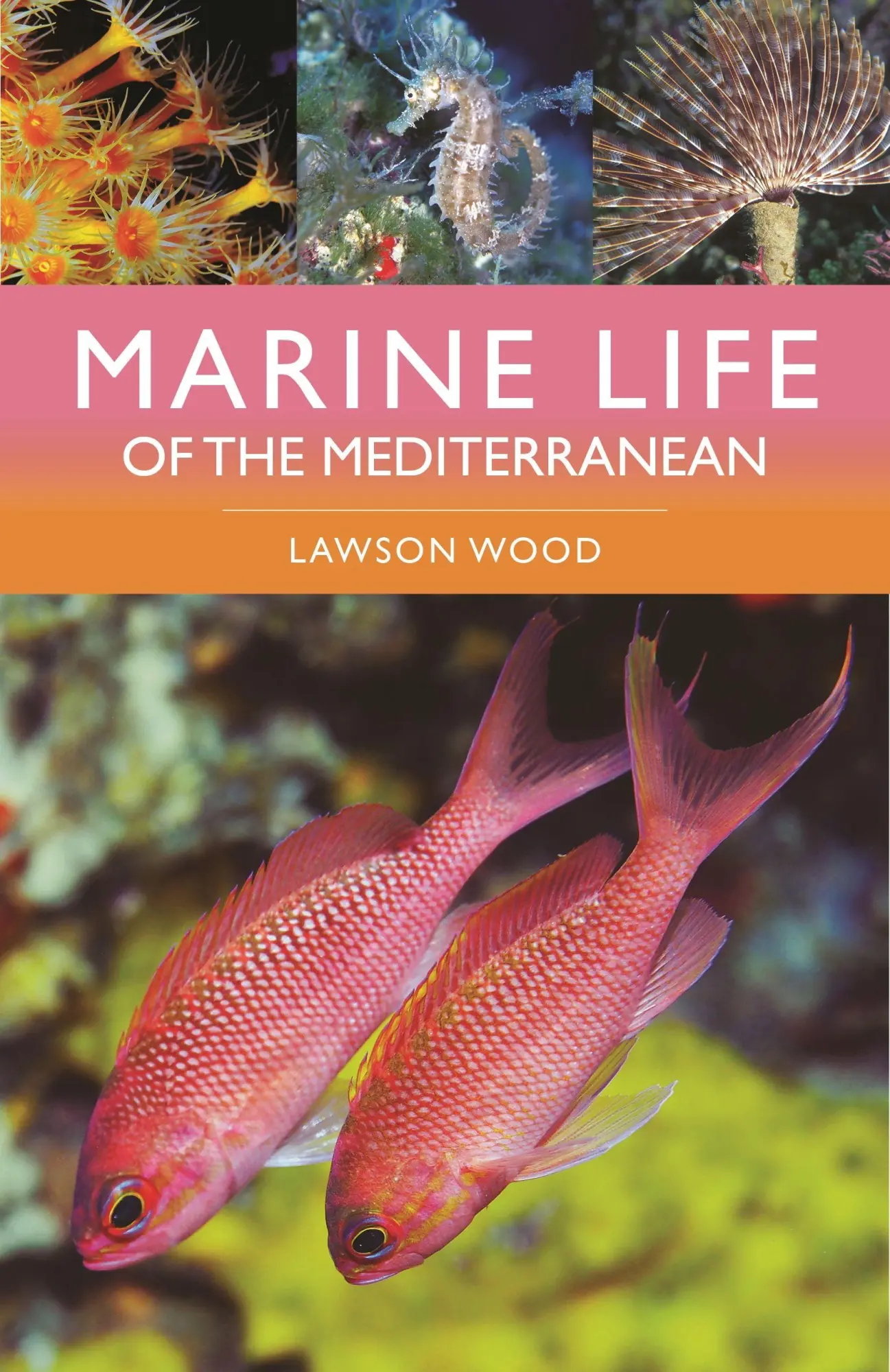 Cover: 9781399411707 | Marine Life of the Mediterranean | Lawson Wood | Taschenbuch | 2024