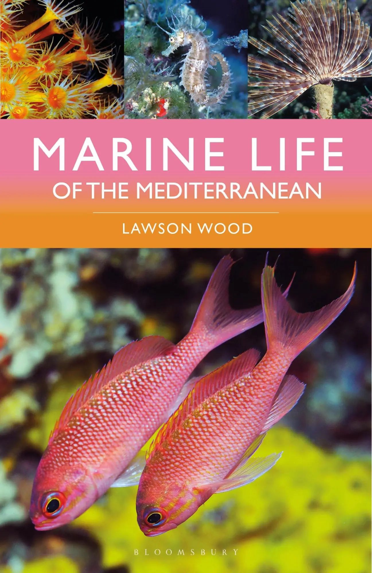 Autor: 9781399411707 | Marine Life of the Mediterranean | Lawson Wood | Taschenbuch | 2024