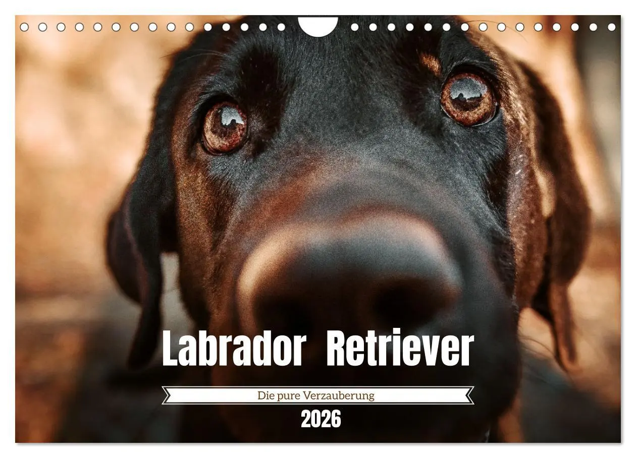 Cover: 9783457551707 | Verzauberung Labrador Retriever 2026 (Wandkalender 2026 DIN A4...