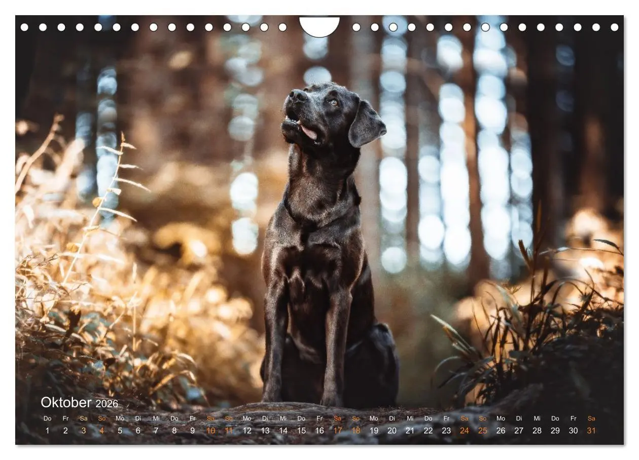 Bild: 9783457551707 | Verzauberung Labrador Retriever 2026 (Wandkalender 2026 DIN A4...
