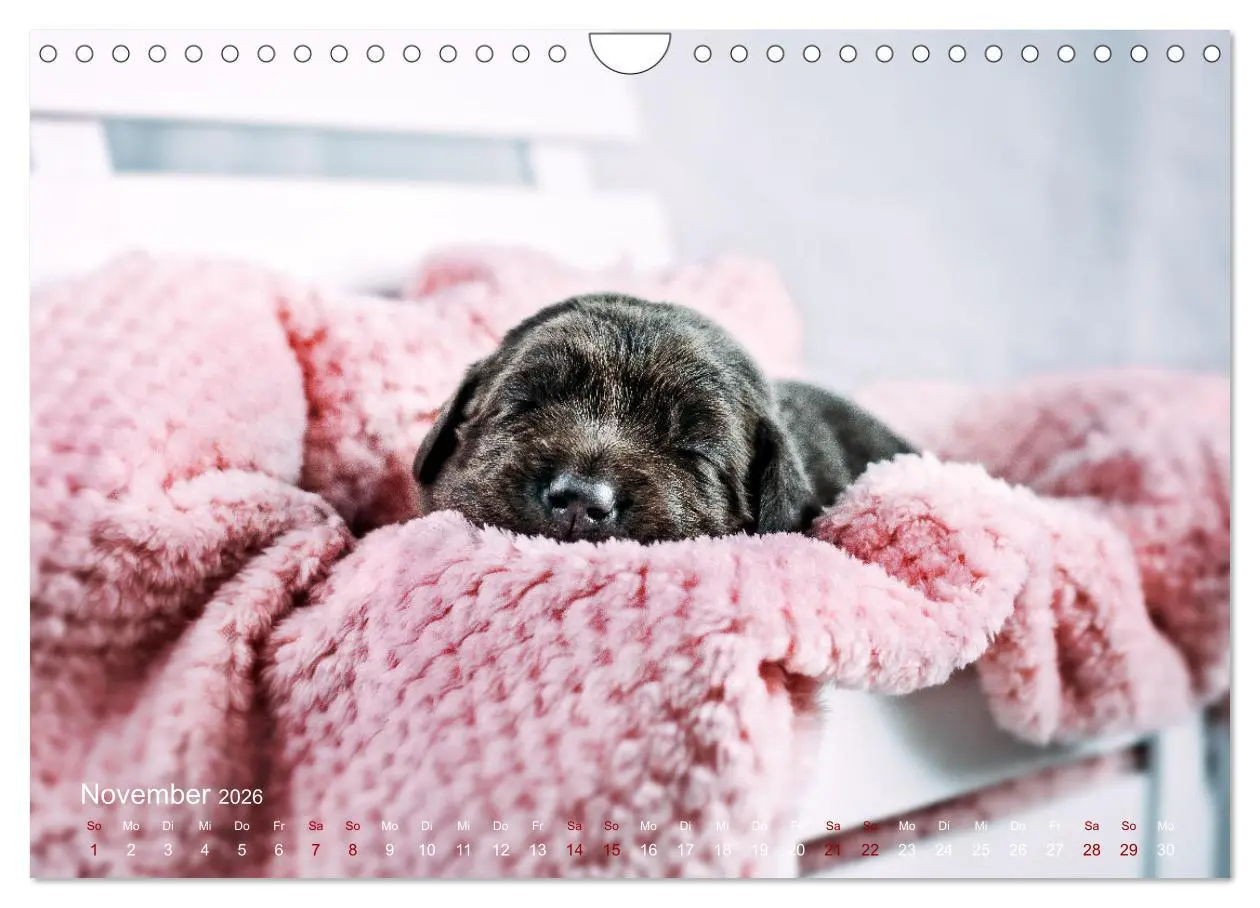 Bild: 9783457551707 | Verzauberung Labrador Retriever 2026 (Wandkalender 2026 DIN A4...