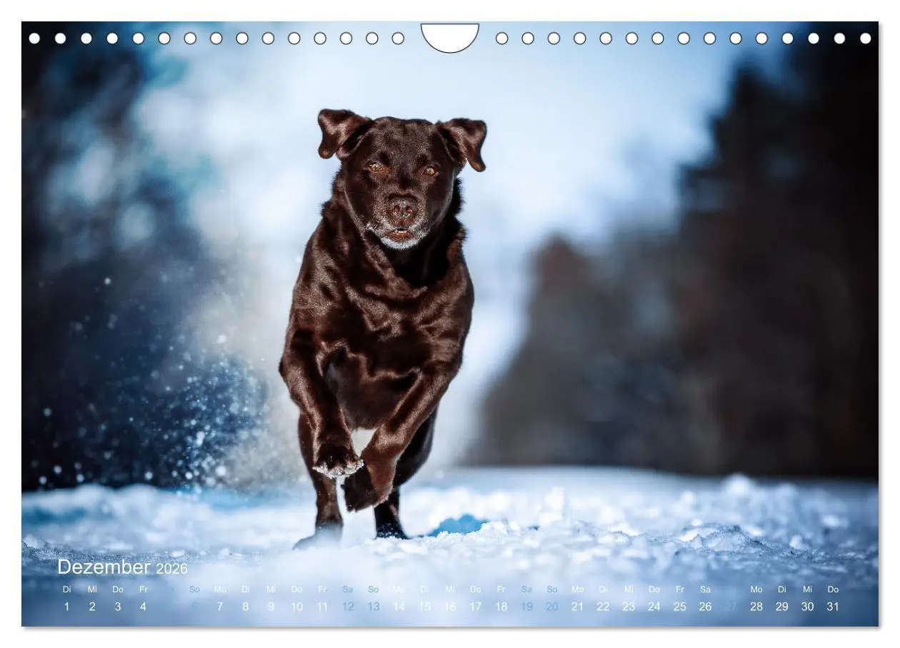 Bild: 9783457551707 | Verzauberung Labrador Retriever 2026 (Wandkalender 2026 DIN A4...