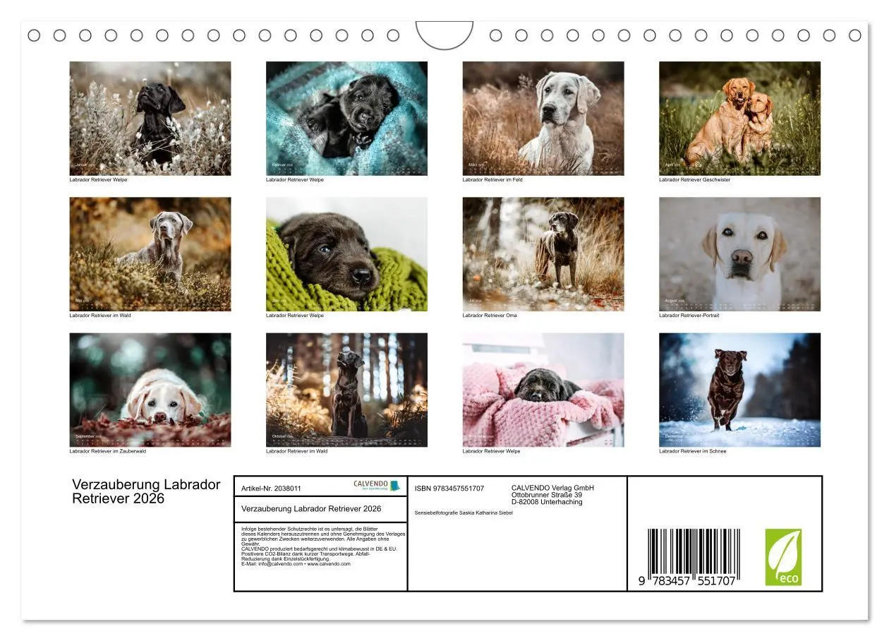 Bild: 9783457551707 | Verzauberung Labrador Retriever 2026 (Wandkalender 2026 DIN A4...