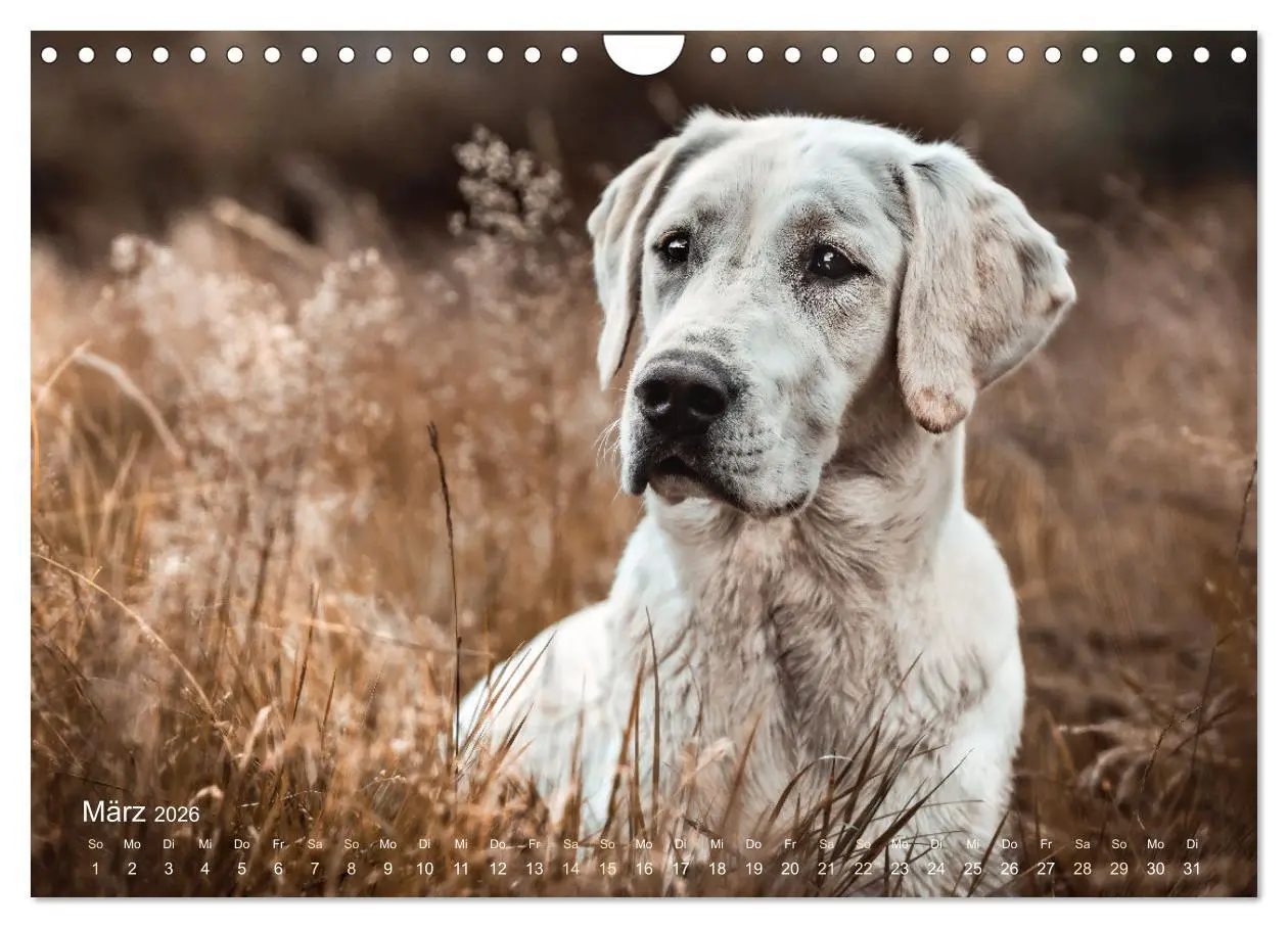 Bild: 9783457551707 | Verzauberung Labrador Retriever 2026 (Wandkalender 2026 DIN A4...