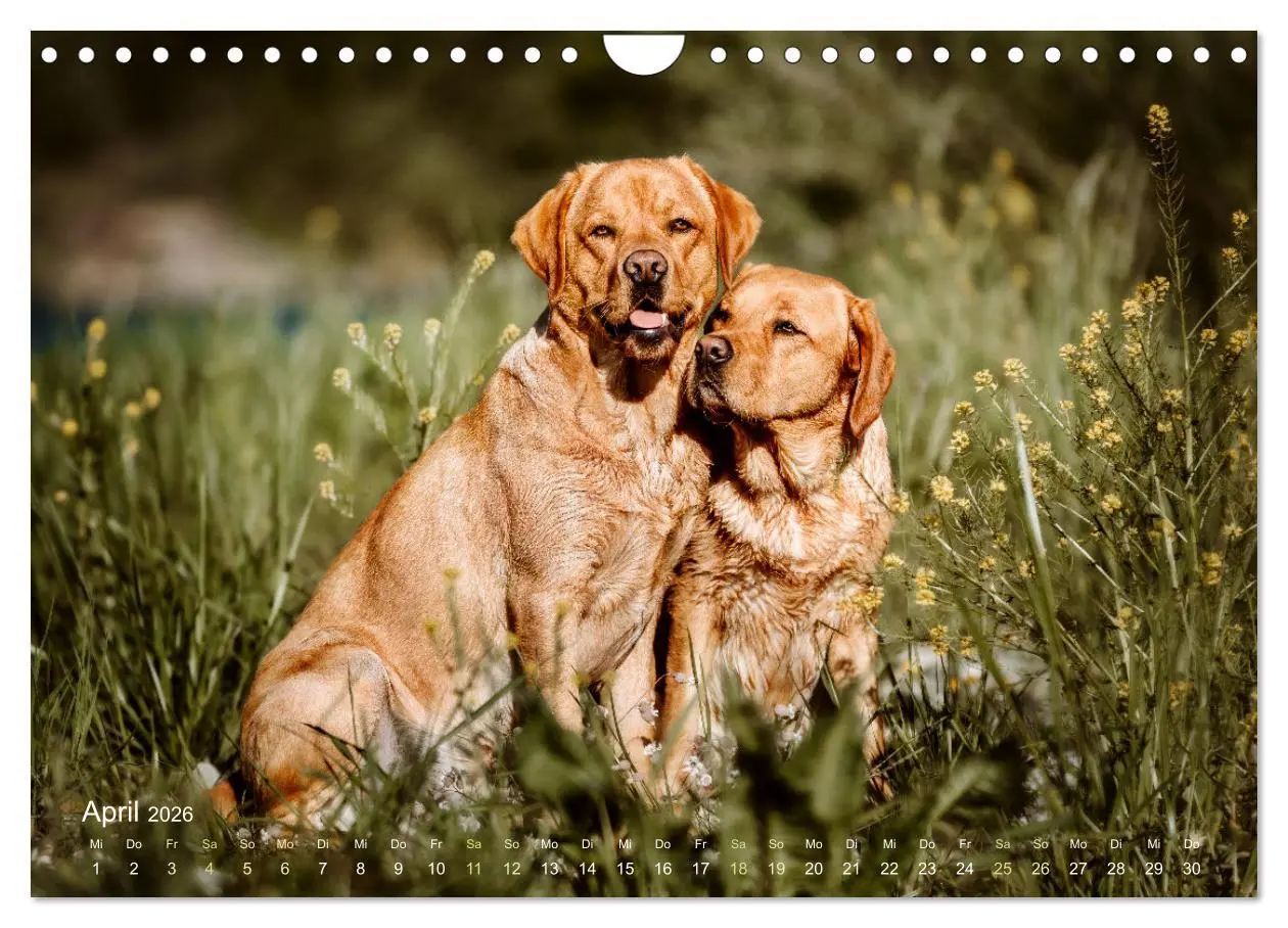 Bild: 9783457551707 | Verzauberung Labrador Retriever 2026 (Wandkalender 2026 DIN A4...