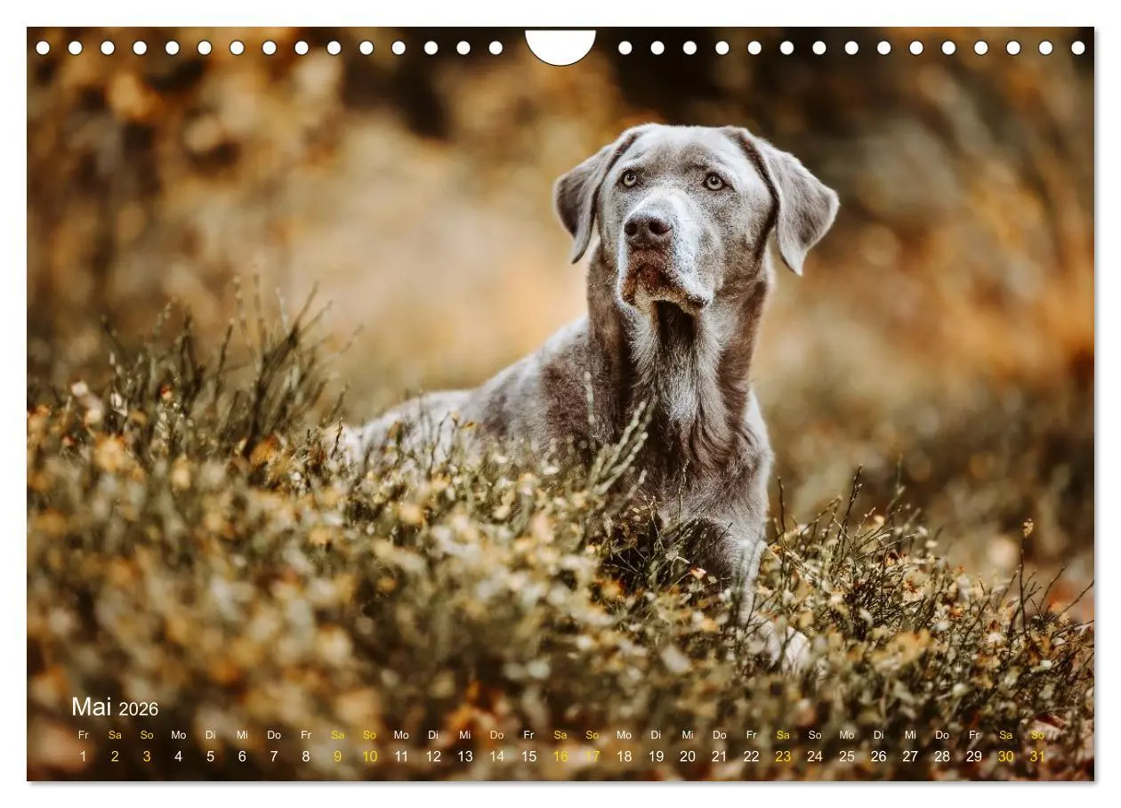 Bild: 9783457551707 | Verzauberung Labrador Retriever 2026 (Wandkalender 2026 DIN A4...