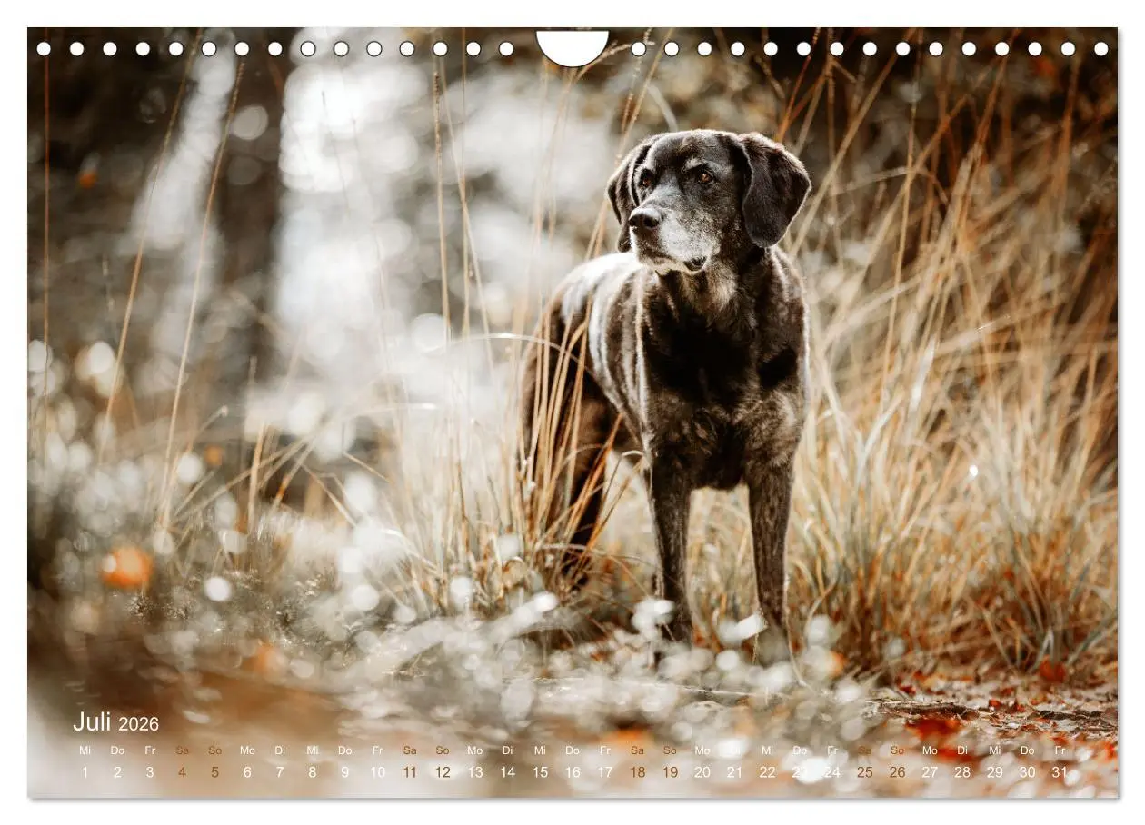 Bild: 9783457551707 | Verzauberung Labrador Retriever 2026 (Wandkalender 2026 DIN A4...