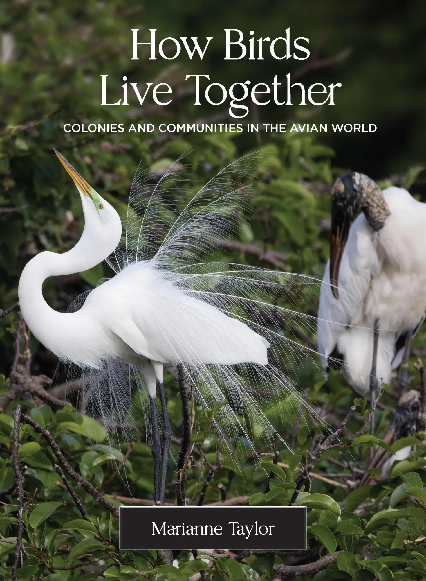 Cover: 9780691231907 | How Birds Live Together | Colonies and Communities in the Avian World