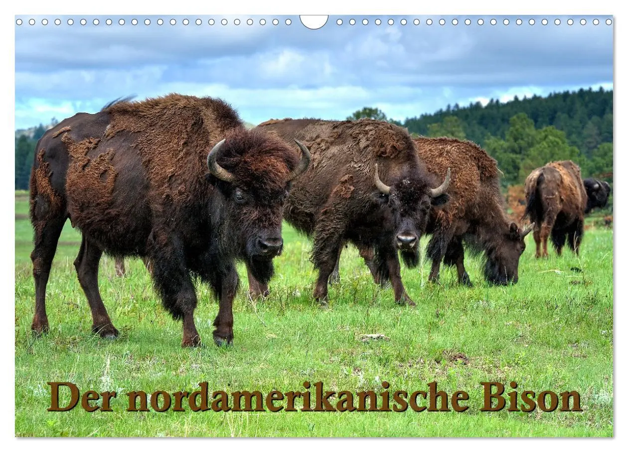 Cover: 9783516001907 | Der nordamerikanische Bison (Wandkalender 2026 DIN A3 quer),...