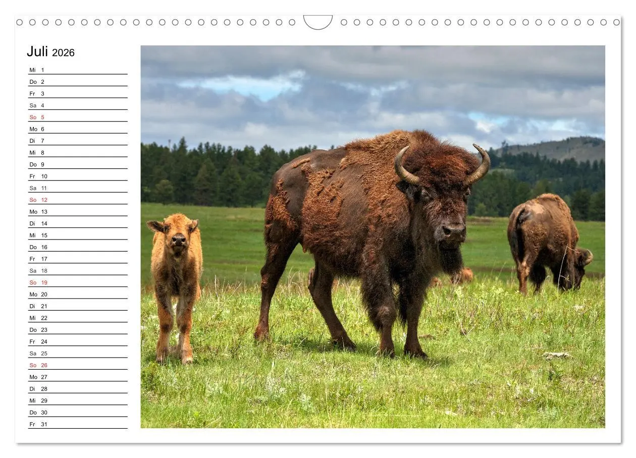 Bild: 9783516001907 | Der nordamerikanische Bison (Wandkalender 2026 DIN A3 quer),...