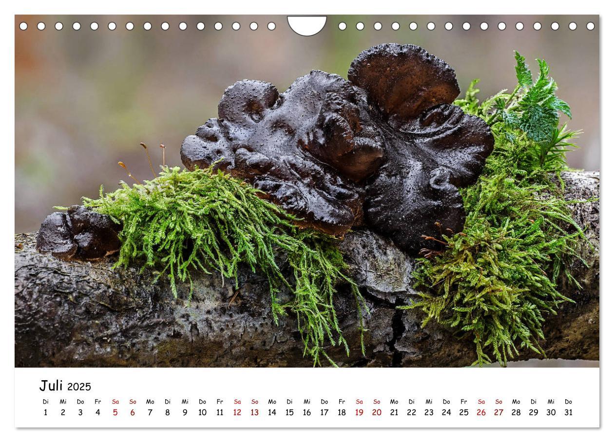 Bild: 9783435332007 | Pilzgalerie - Die bunte Welt der Baumpilze (Wandkalender 2025 DIN...